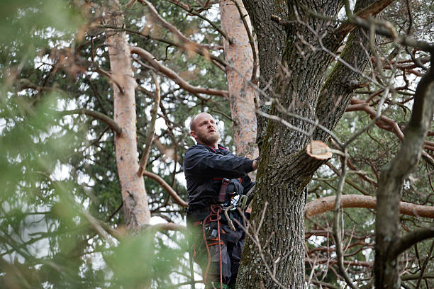 Richland, PA Tree Care Company